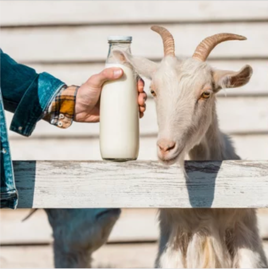 Goat Milk And Its Health Benefits Kendamil Singapore