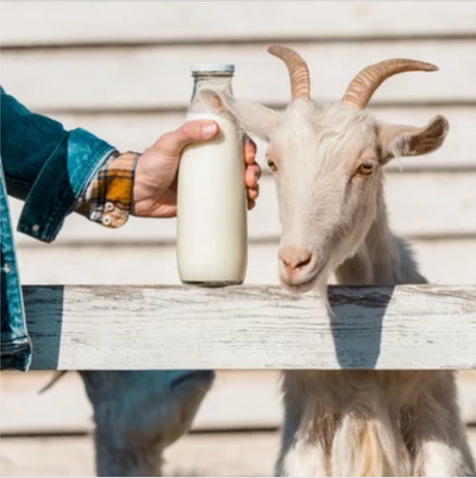 Goat Milk and its Health Benefits