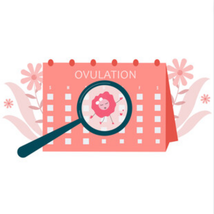 Ovulation Calculator: Unlocking Fertility